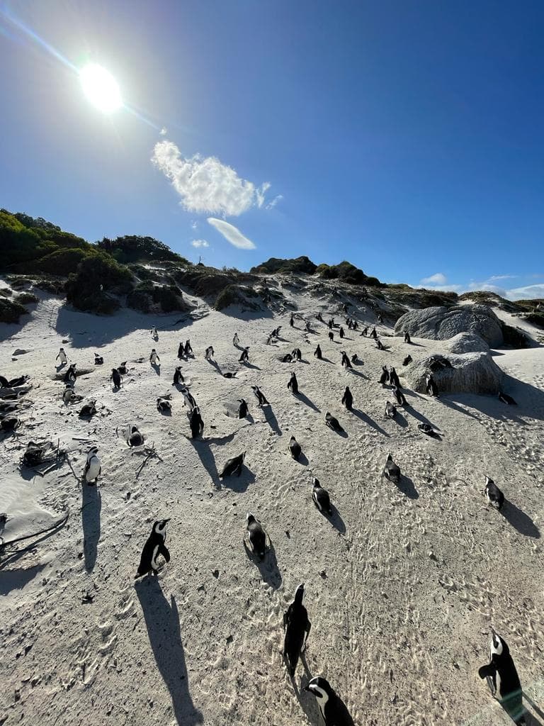 Boulders Beach South-Africa