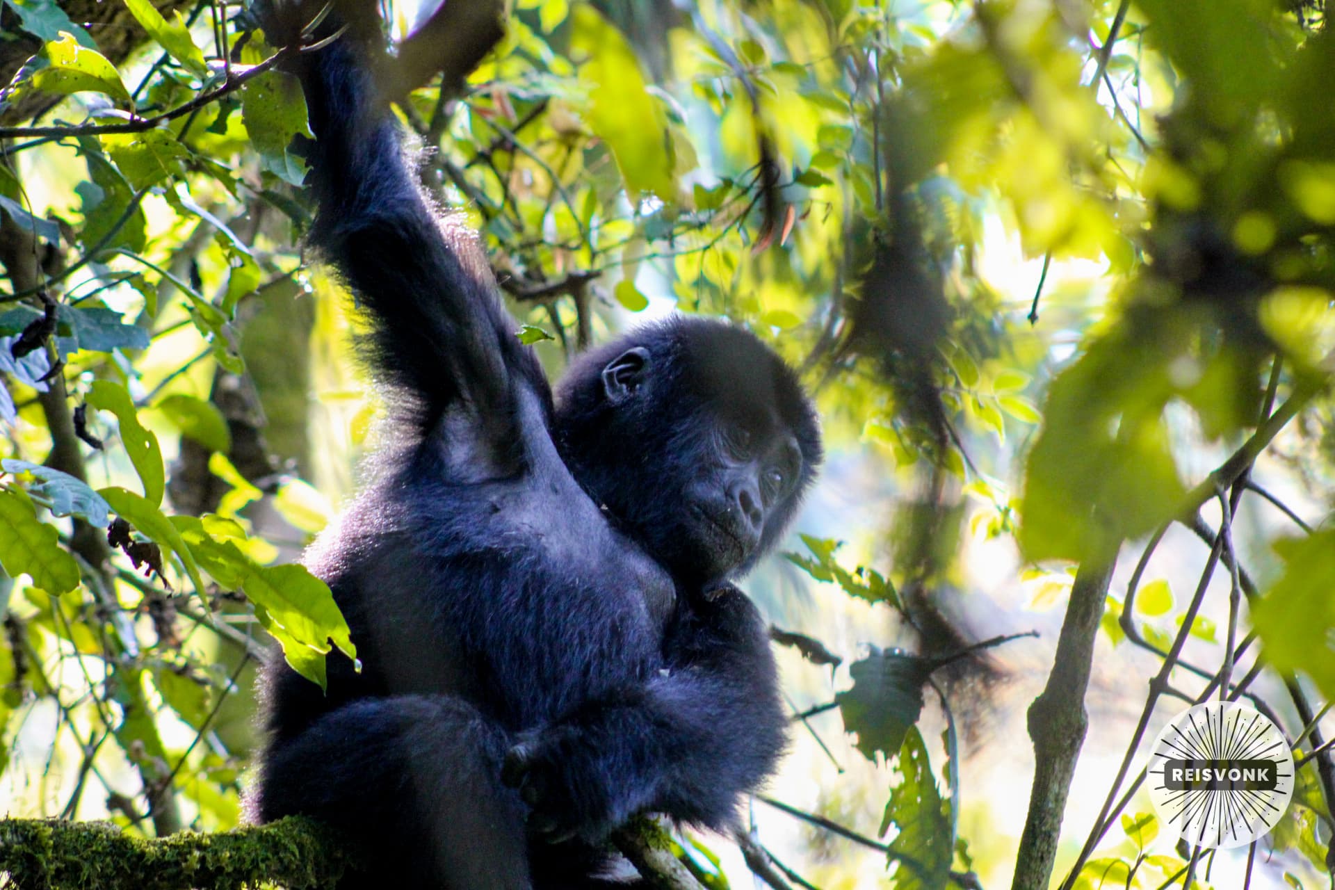 Gorilla trekking in Bwindi, Uganda