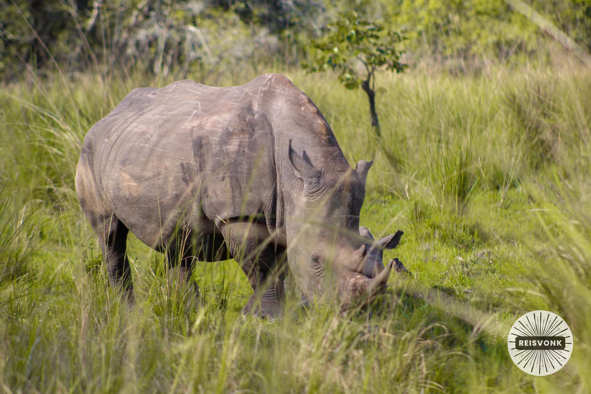 Rhino trekking at Ziwa Rhino Sanctuary