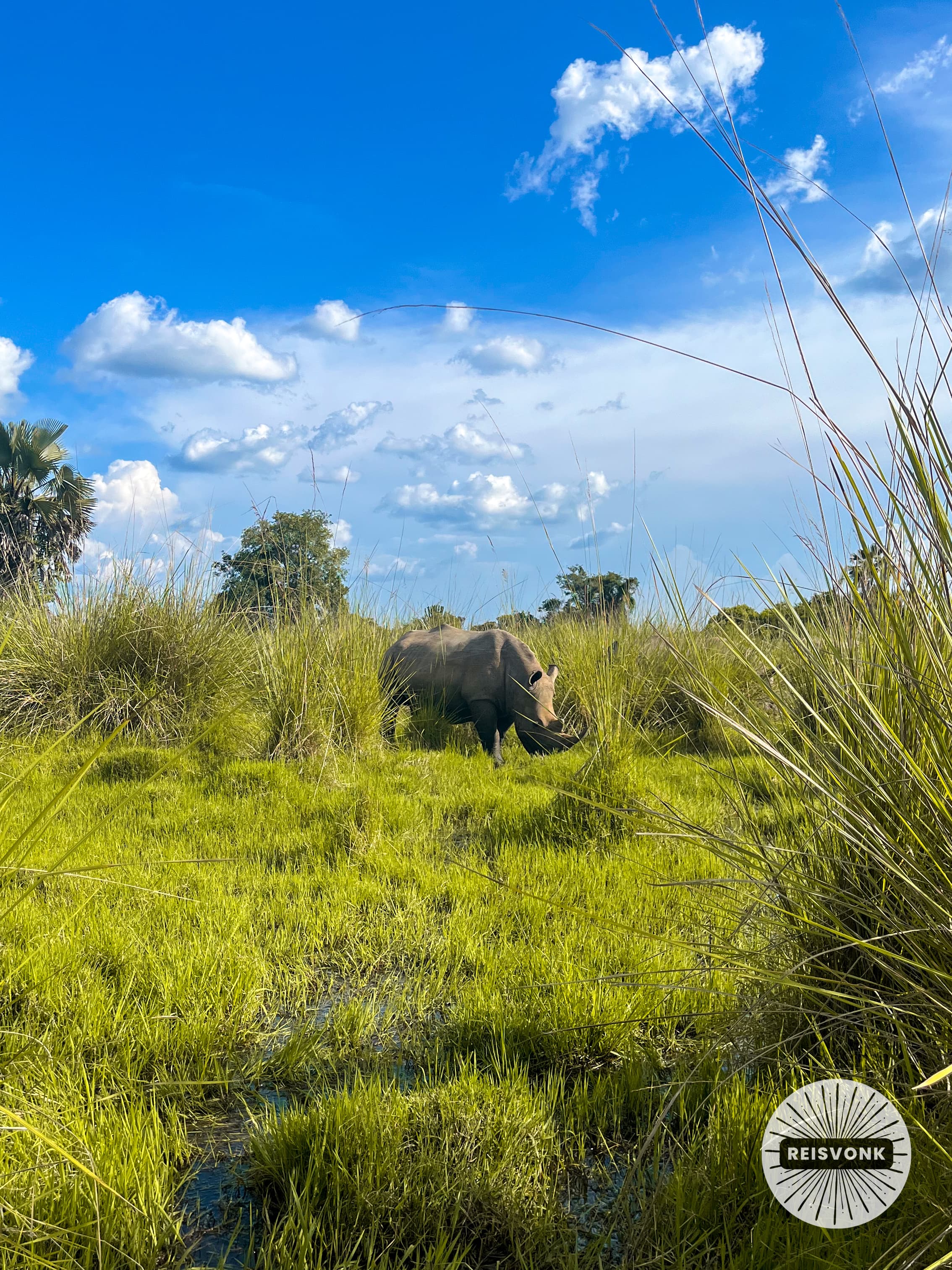 Rhino trekking at Ziwa Rhino Sanctuary