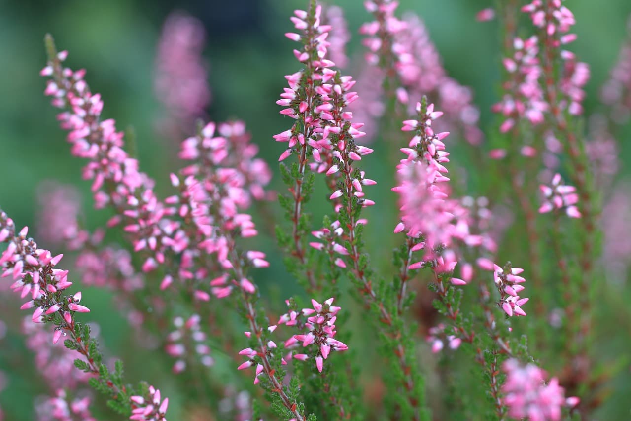 The most beautiful hiking trails on the Veluwe Posbank
