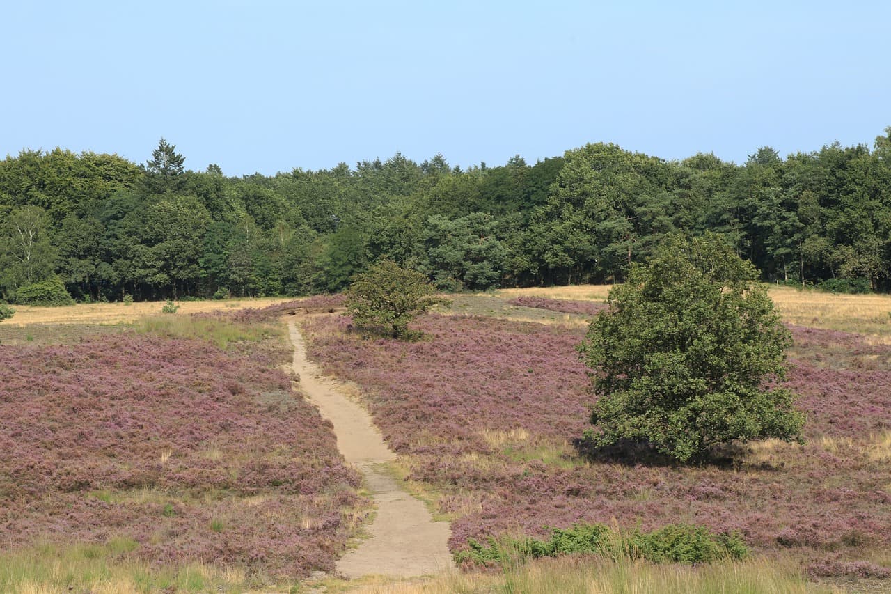 The most beautiful hiking trails on the Veluwe Posbank
